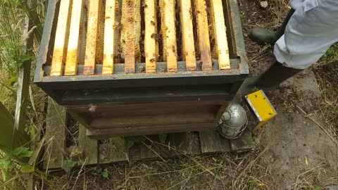 Beekeeping Video 2