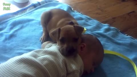 Cute Cats and Dogs Love Babies Compilation Video HD