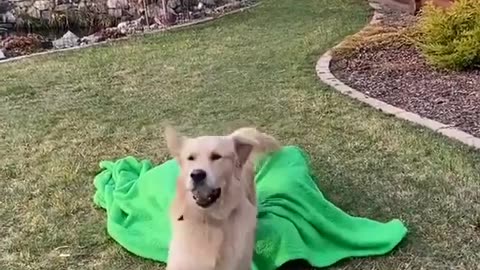 This dog shocked when his owner did a magic trick