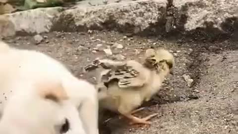 Lovely and funny animals Lovely dog videos 2021 rumble