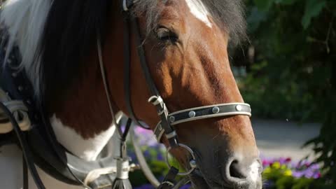 close-up brown harnessed horse