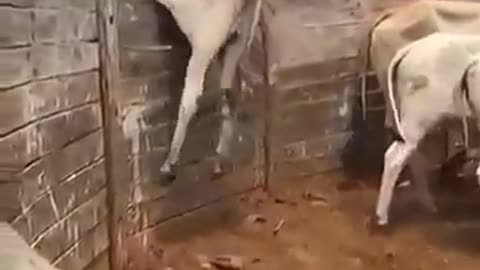 Cow jumps higher then you can