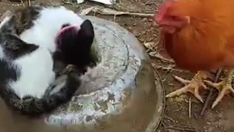 Hen or cat funnny fight