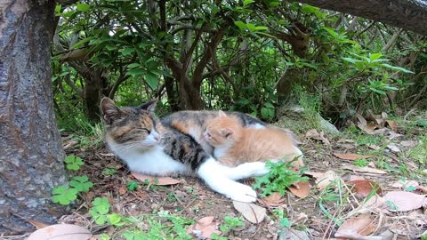 Mother cats sometimes talk to kittens.