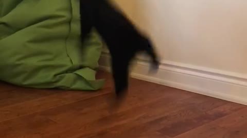 Cat does some crazy jumps and flips while playing