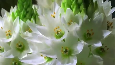 Beautiful flower Nature Whatsapp status video