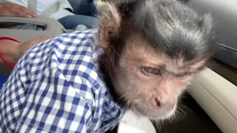 cute human face monkey