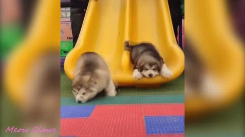 Baby Alaskan Malamute Cutest and Funniest Moments New Compilation 😍_ Try Not To Laugh..mp4