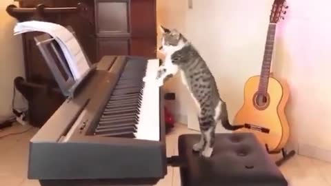 Cat with amazing talents playing the best song