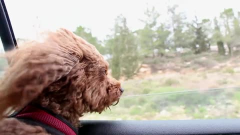 Puppy enjoy the journey.