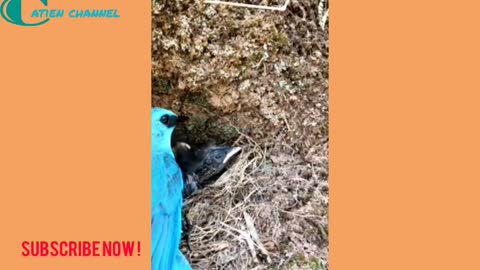 Mother Bird Feeding Baby Bird | Hungry Baby Birds