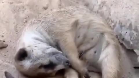 Cute Baby Animal | Funny Animal Videos #5