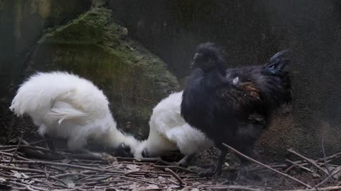 Black silkie chicken Eating in the farm