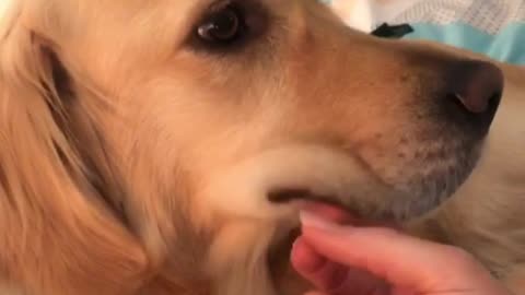 Adorable Golden Retriever's floppy cheeks