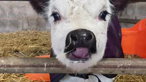 Baby calf More : https://linkpop.com/cutecaft
