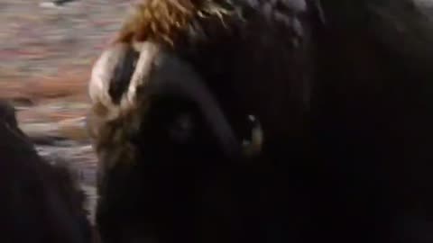 Fox attack wild Buffalo 🐃 amazing view Nature # like #shares #comments #Uaevlog786