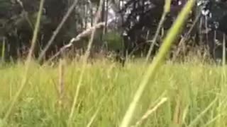 Black dog jumps from tall grass into camera