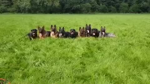 Nine well disciplined dogs excitedly rush trainer