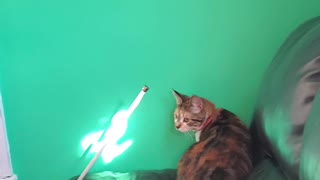 Cat Tries To Catch Light