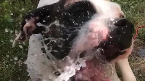 Black spot white dog tries to bite water stream