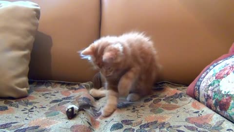 Little kitten playing some activities