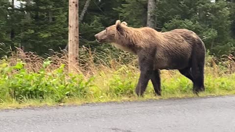 Mama Bear and Three Cubs Wander Along Road