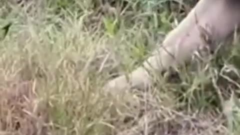See how the lion deer saved the child's life