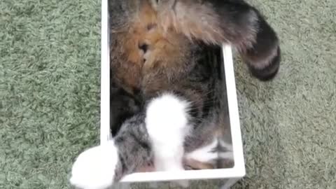 Cats are made of liquid