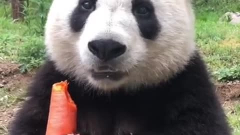 Panda is Eating Carrot So Cute
