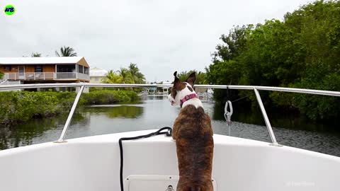 Dog doing sightseeing on a speedboat