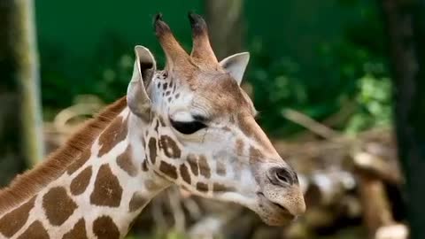 A cute and cuddly giraffe chews food. Watch the beauty of this giraffe