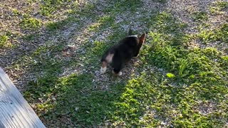 Puppy Gets Grumpy over Backyard Ledge