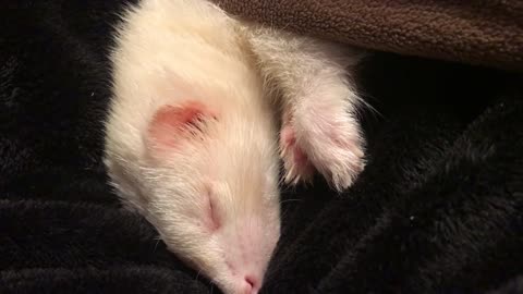 Cute ferret, Twiggy runs somewhere and eats something in her sleep