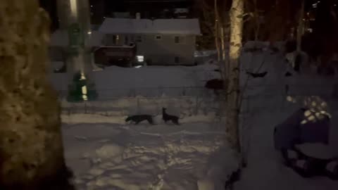 Great Danes Befriend Wild Moose