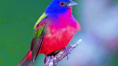 Relaxing Music with Bird Songs #nature #music