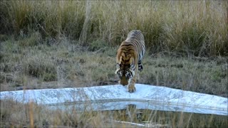 Bandhavgad Tiger Safari
