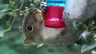 Grey Squirrel