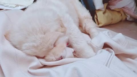Angel puppy