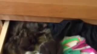 Cat hiding in the drawer underneath clothes