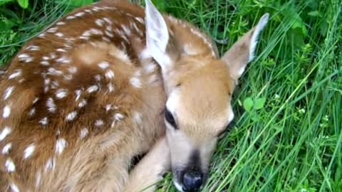 Newborn Fawn meets Golden Retriever for the first time.