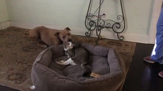Pit Bull fails to reclaim bed from 18-year-old cat