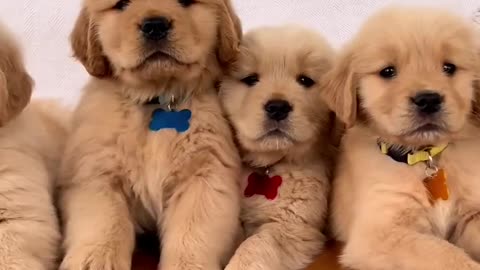 Cute Goldens