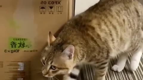 Cats playing Hide and Seek! Most funny video of 2023!