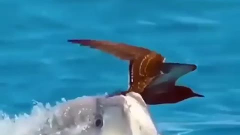 Look at the fish catching the bird 🕊️