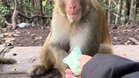 Monkey 🐒 funny video