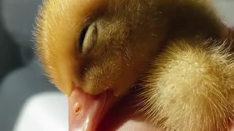 Baby duck believed on human and got to sweet sleep!!!!!!!!so lovely!!!!