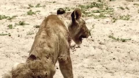 Baby Lion Down The Deep Hole Drinking Water Was Ambushed by Crocodile King Lion vs Crocodile