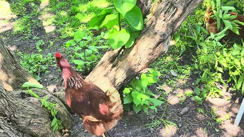 Large Winds In Watertown South Dakota Bring Down Ancient Black Walnut Tree