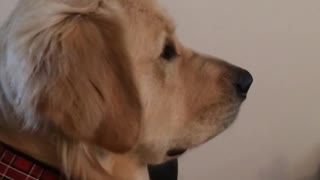 Golden retriever on couch watching star wars on tv