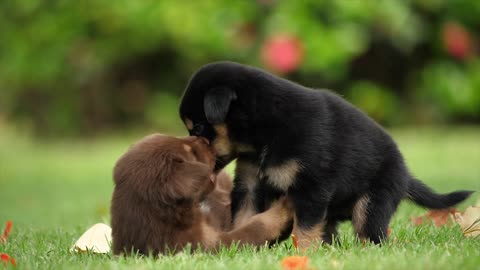 Due cuccioli si accarezzano